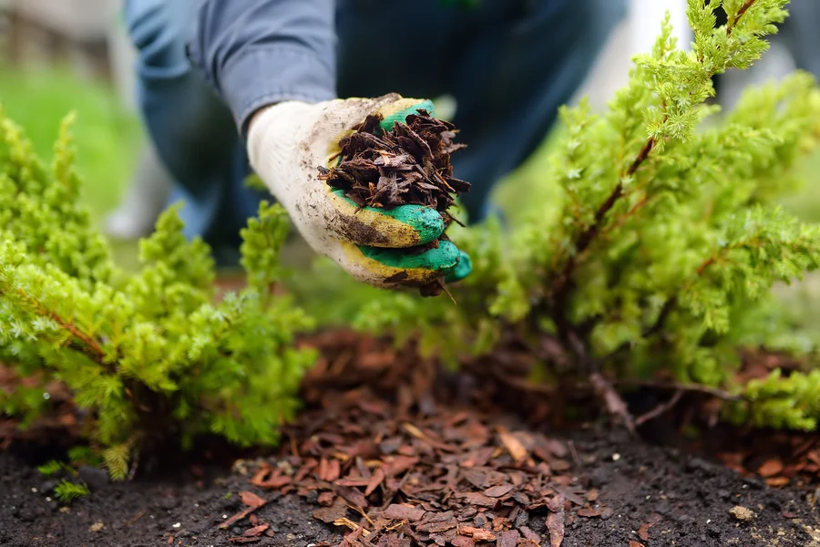 Mulching As A Natural Solution For Weed Control In Landscapes in Pacoima, CA Mulching As A Natural Solution For Weed Control In Landscapes in Pacoima, CA