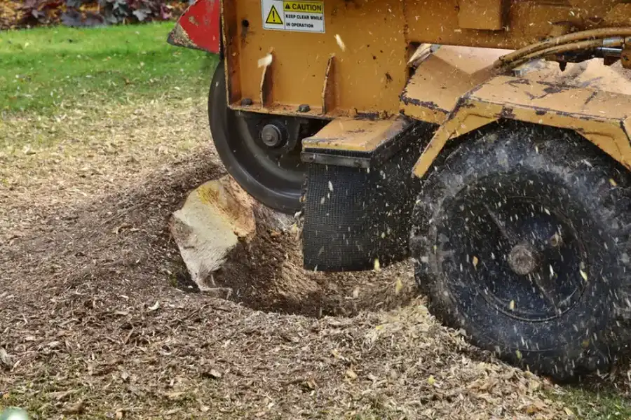 Stump Grinding Versus Stump Removal Explained in Pacoima, CA Stump Grinding Versus Stump Removal Explained in Pacoima, CA
