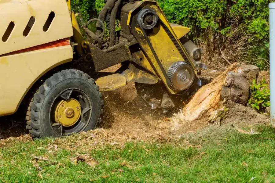Tree Regrowth Prevention Through Stump Grinding Pacoima, CA Tree Regrowth Prevention Through Stump Grinding Pacoima, CA