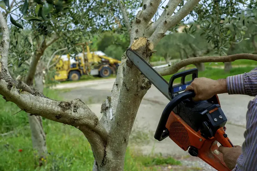 Why Tree Trimming Is Essential For Disease Prevention Pacoima, CA Why Tree Trimming Is Essential For Disease Prevention Pacoima, CA